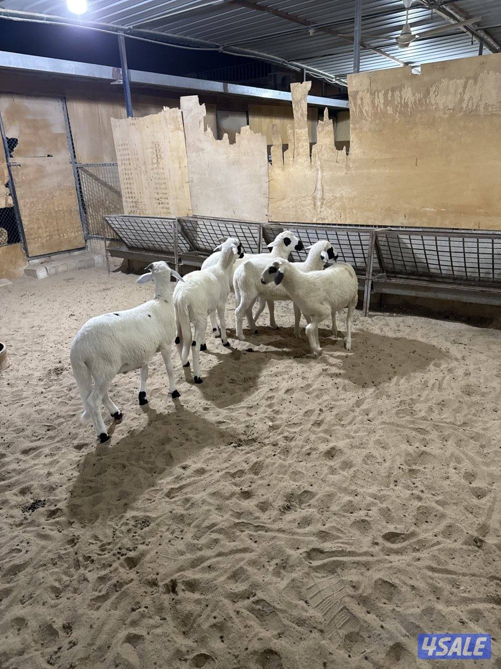 للبيع طليان صردي المغربي1