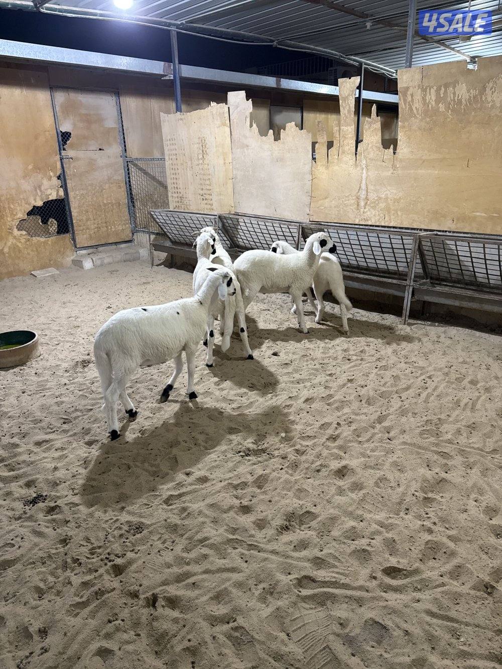 للبيع طليان صردي المغربي2