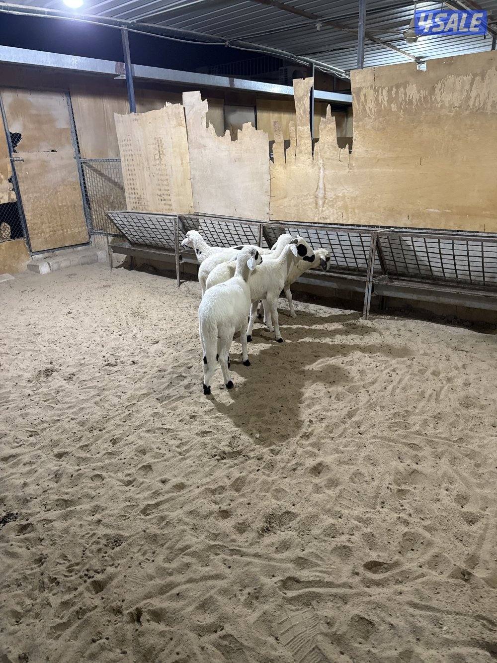 للبيع طليان صردي المغربي3