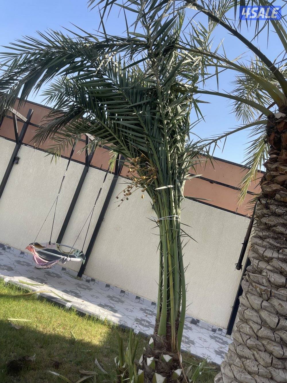 زراع نخل جميع منطق الكويت 🇰🇼0