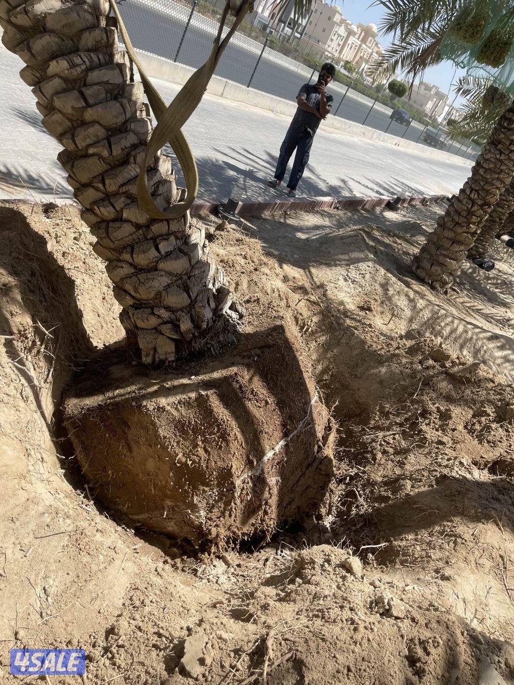 زراع نخل جميع منطق الكويت 🇰🇼1