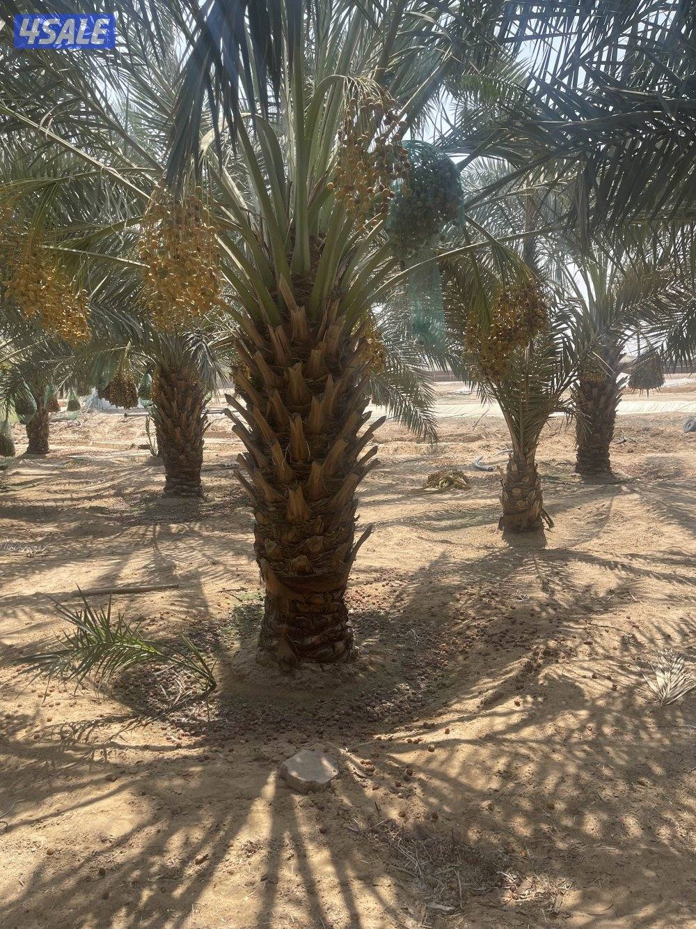 زراع نخل جميع منطق الكويت 🇰🇼2