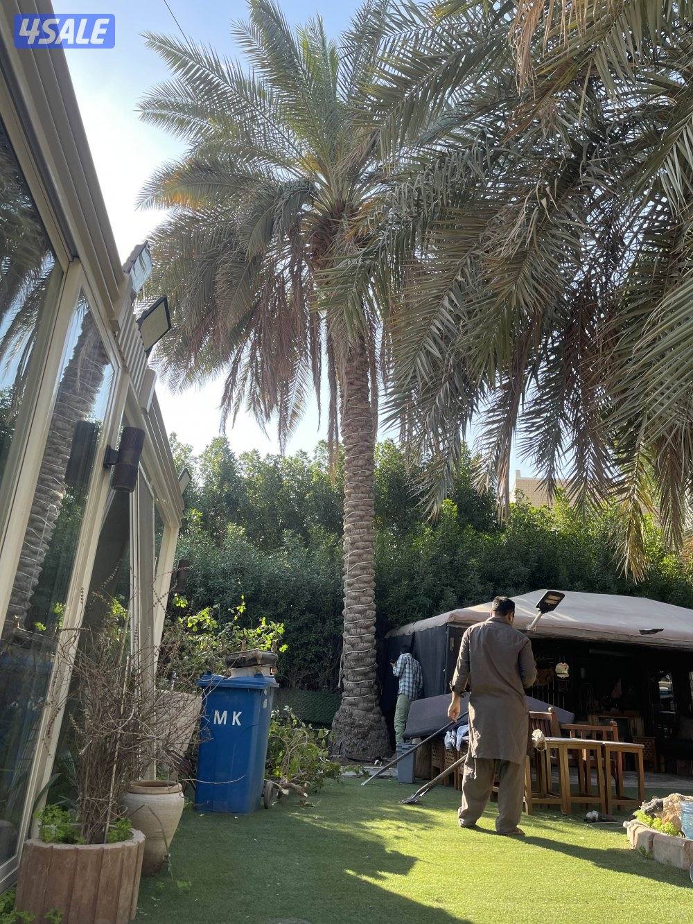 زراع نخل جميع منطق الكويت 🇰🇼3