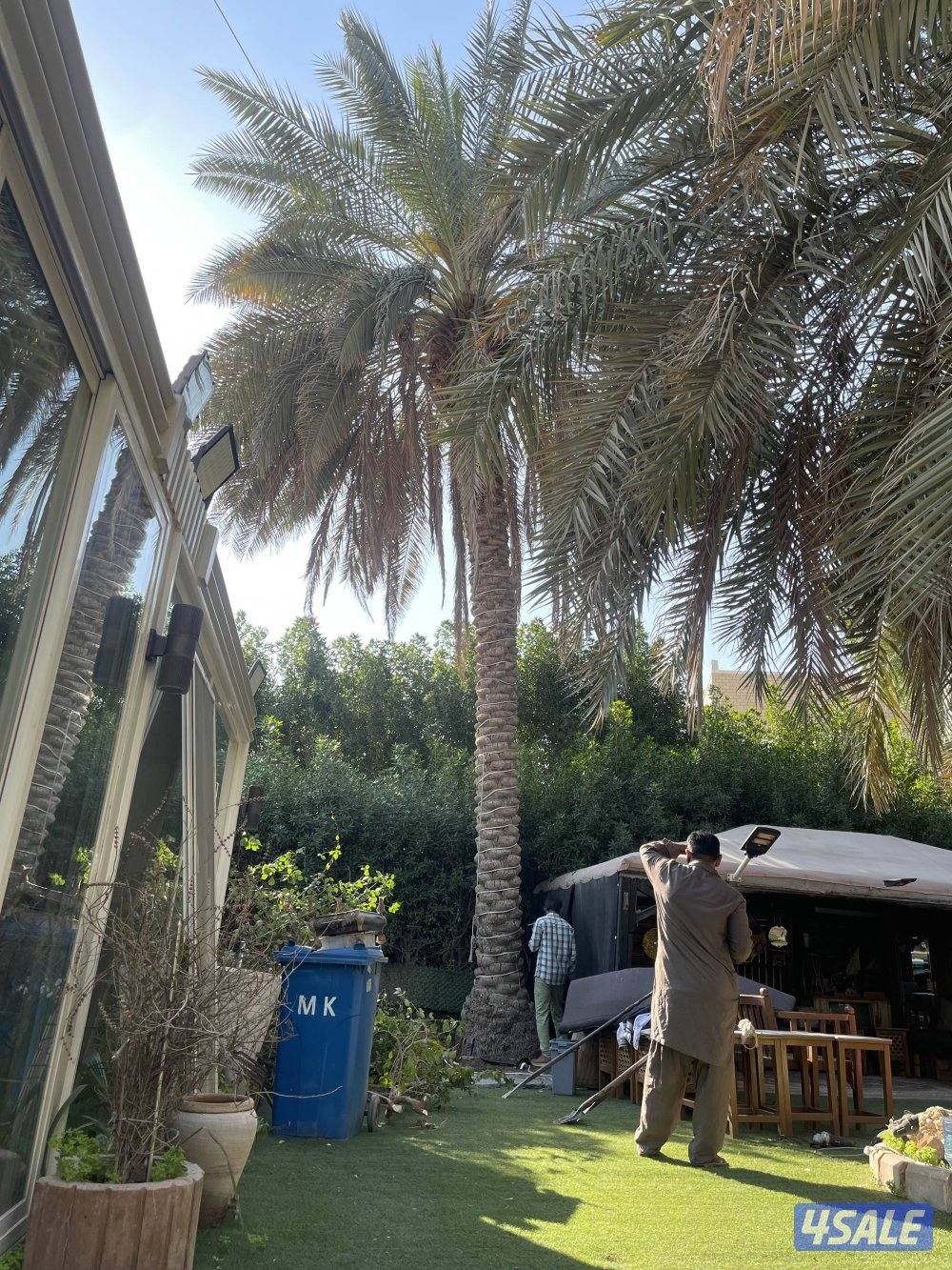 زراع نخل جميع منطق الكويت 🇰🇼4