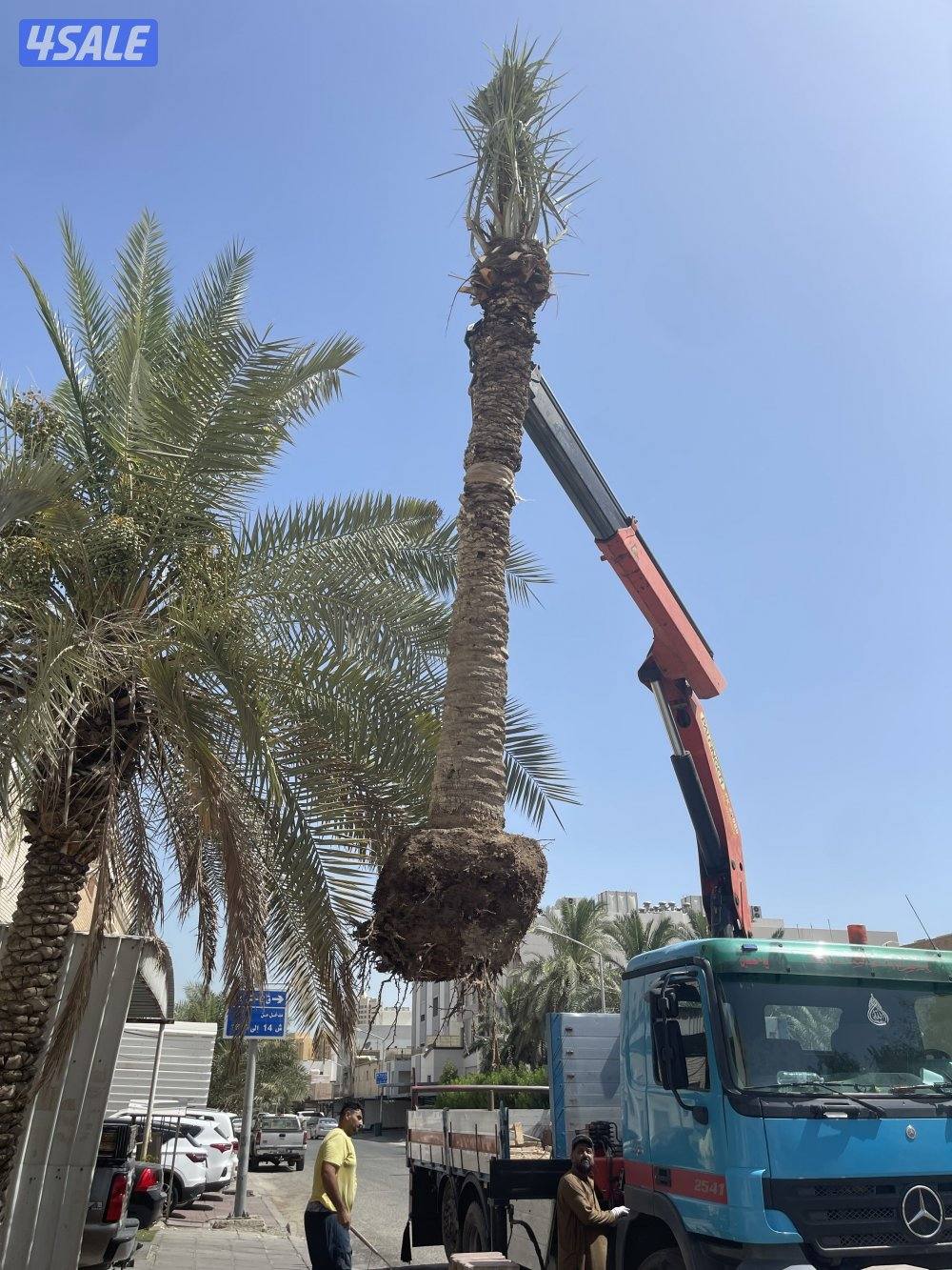 زراع نخل جميع منطق الكويت 🇰🇼5