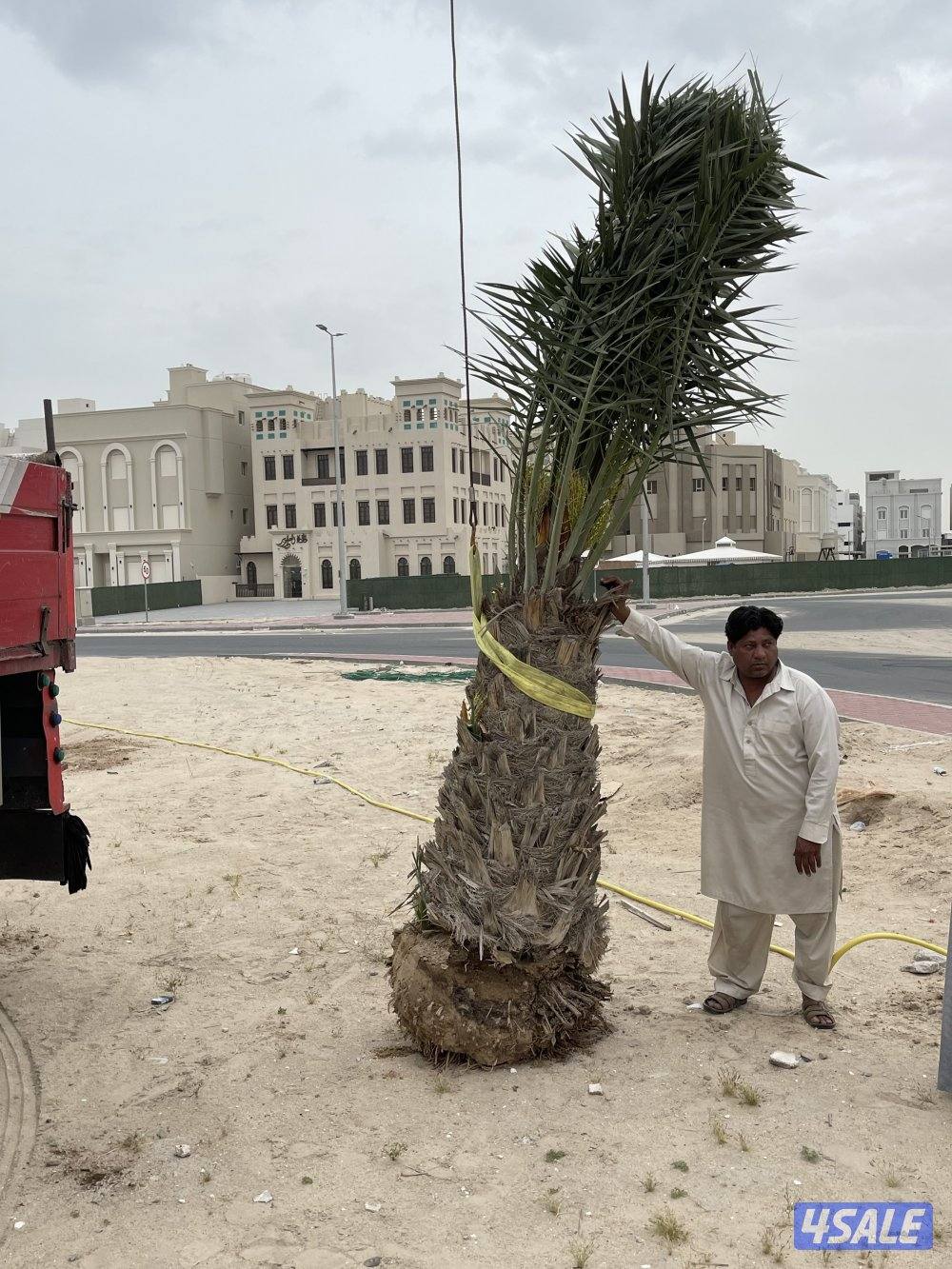 زراع نخل جميع منطق الكويت 🇰🇼8