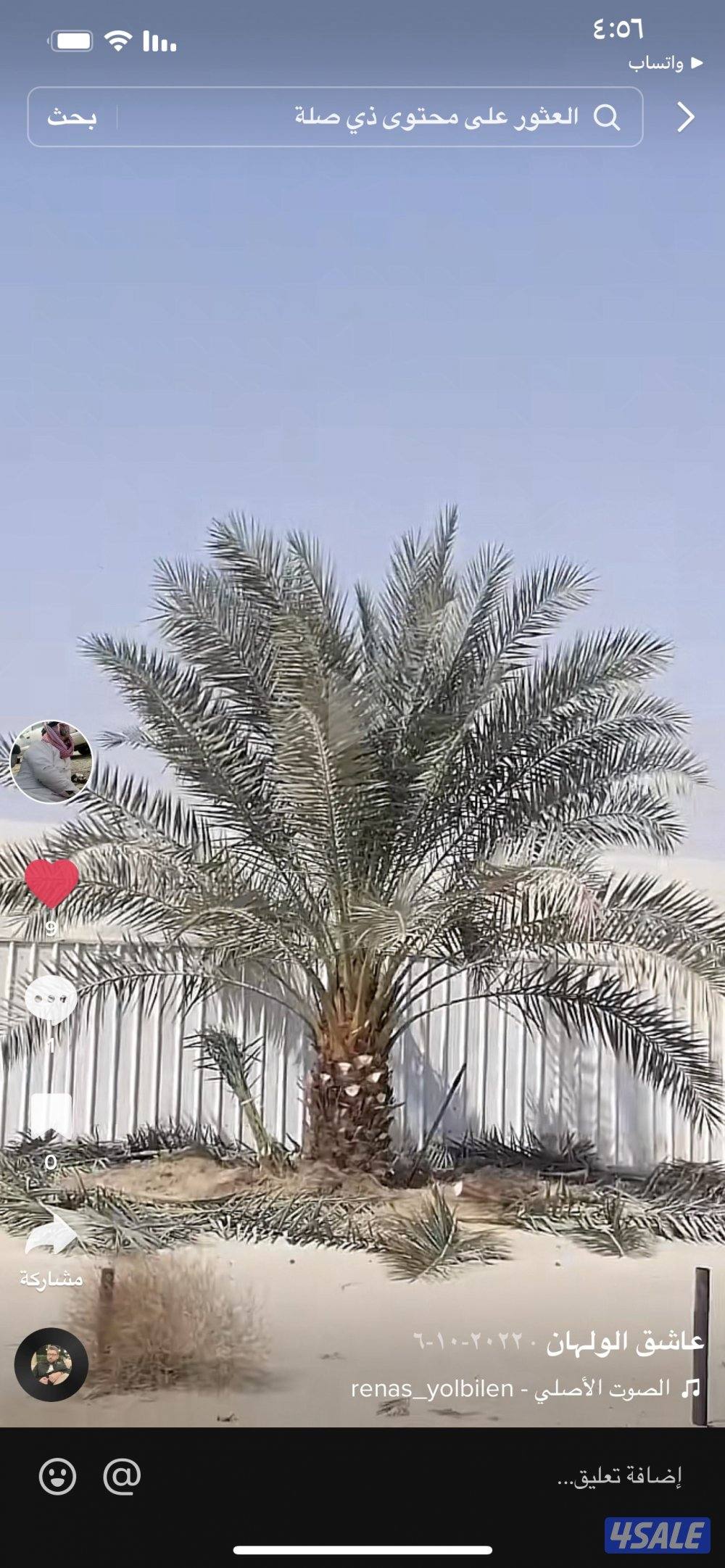 زراع نخل جميع منطق الكويت 🇰🇼9