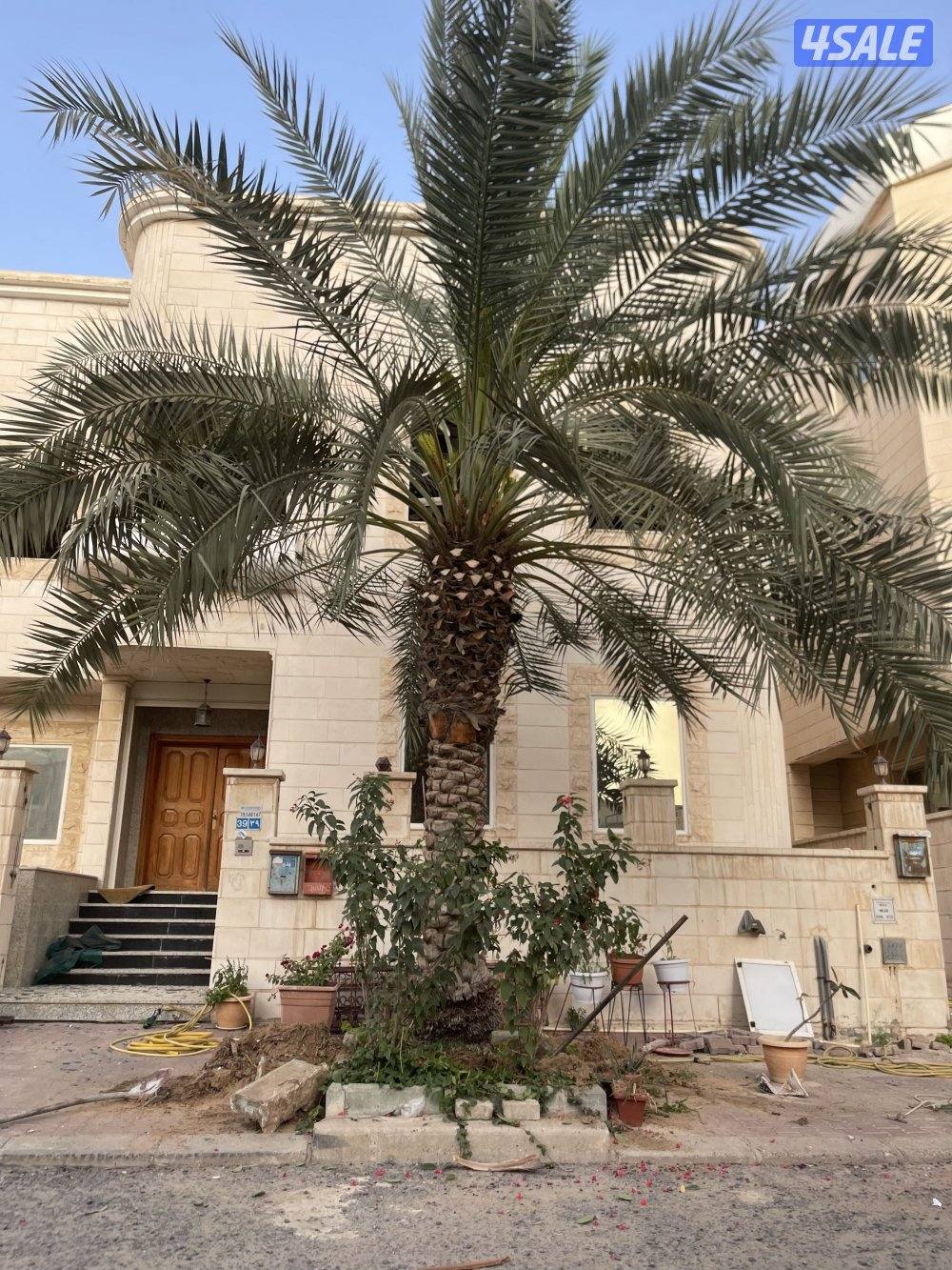 زراع نخل جميع منطق الكويت 🇰🇼10