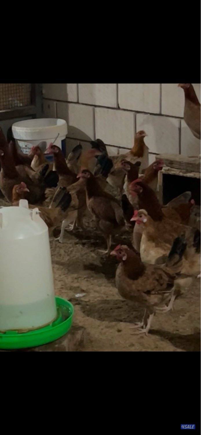 فروخ دجاج عربي1