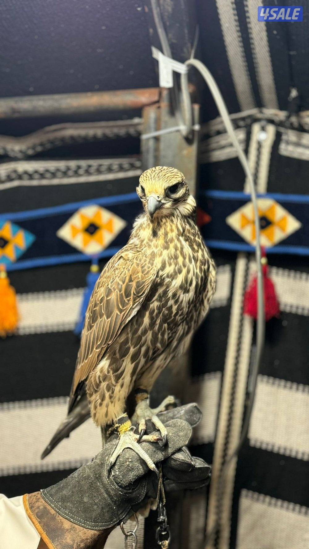 للبيع طير حر السن بكر1