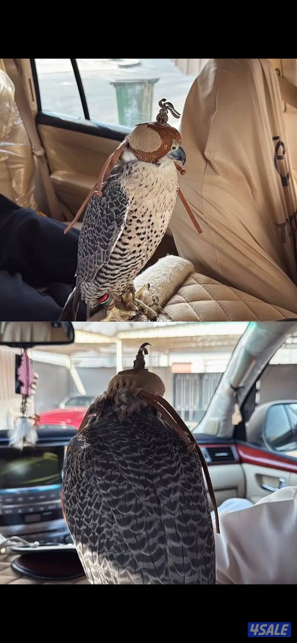 للبيع جير تبع طيب0