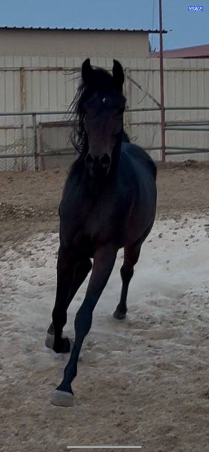 للبيع مهره طيبه1