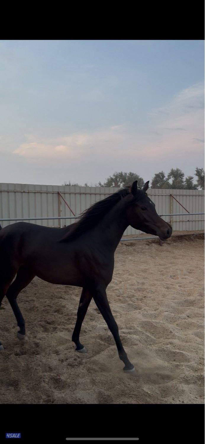 للبيع مهره طيبه2