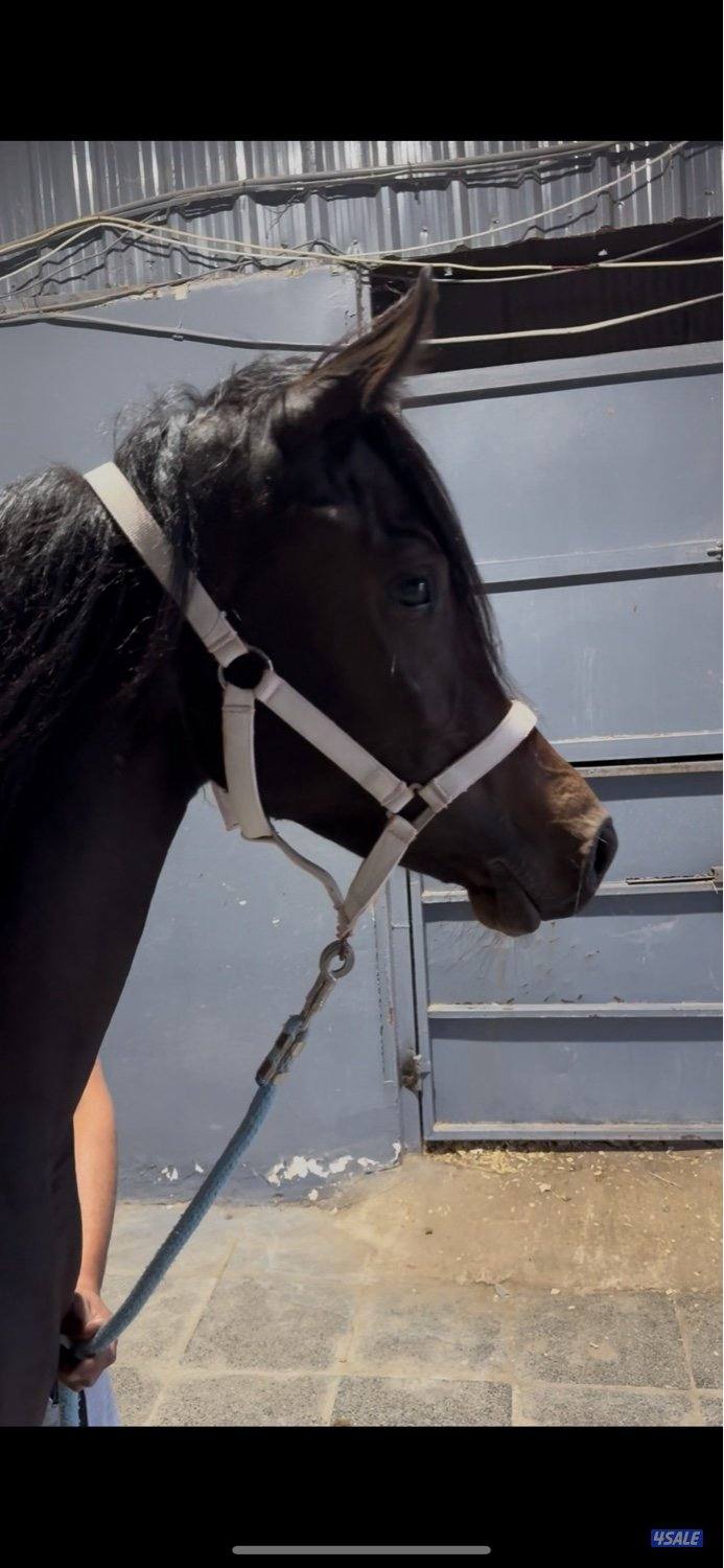 للبيع مهره طيبه3