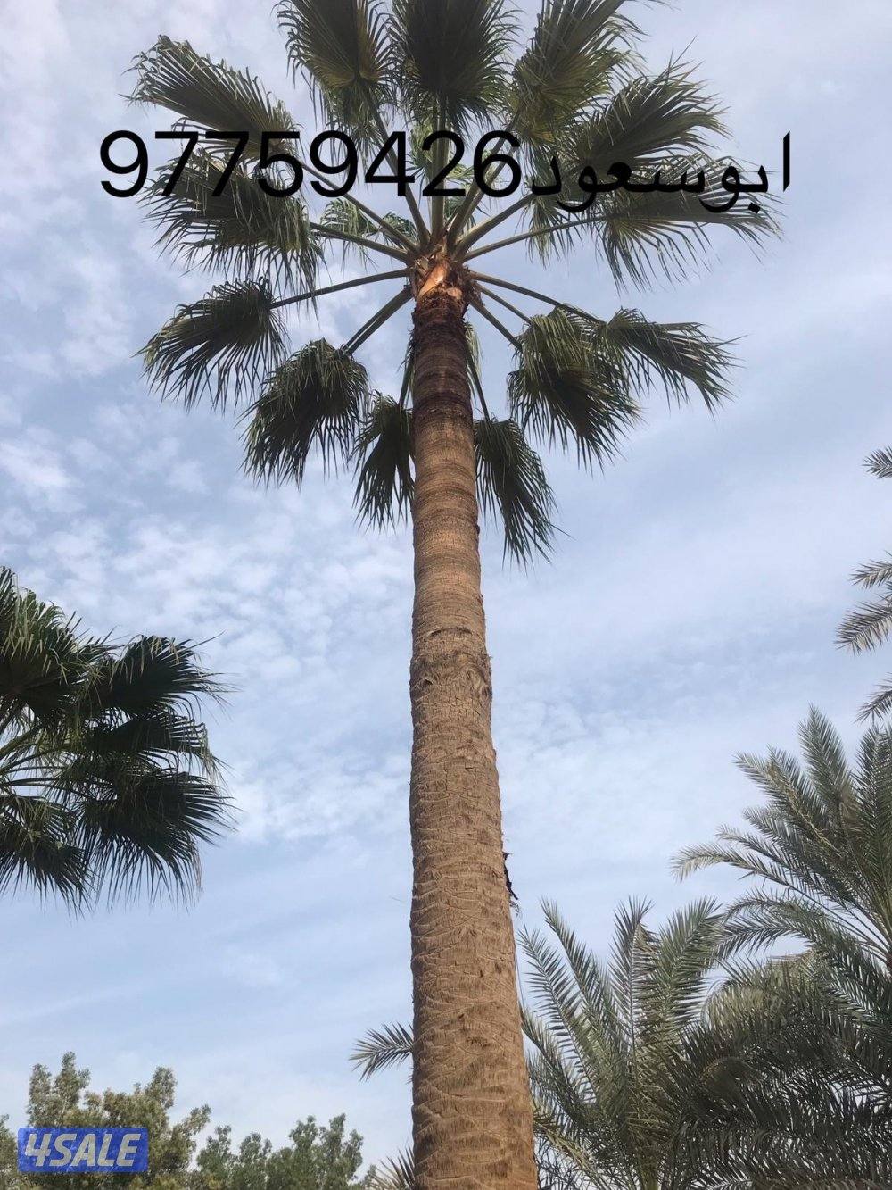 بوسعود الاهوازى لتنظيف وشيل وزراعه وبيع وشراء النخيل1