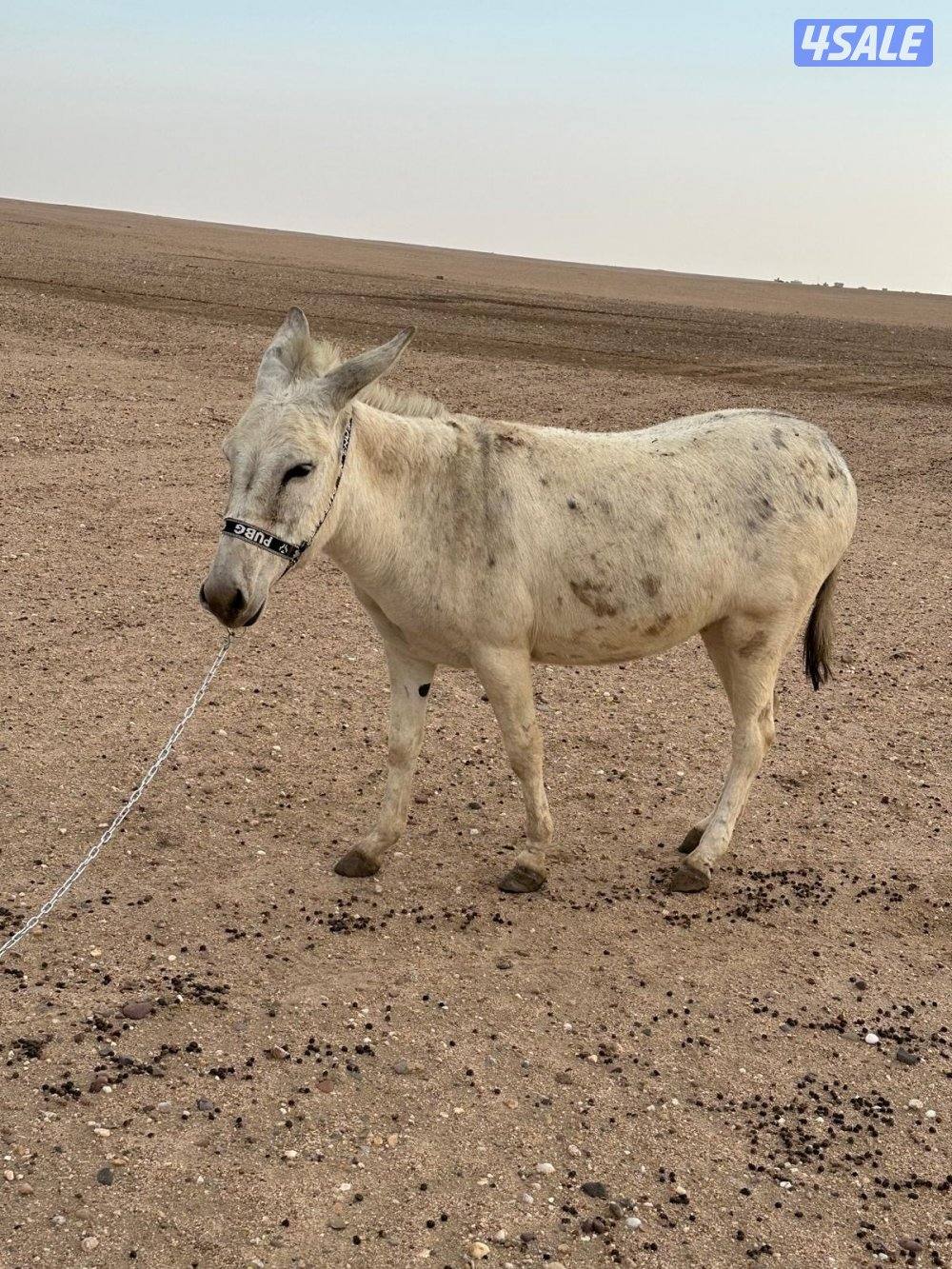 حماا ر للبيع0