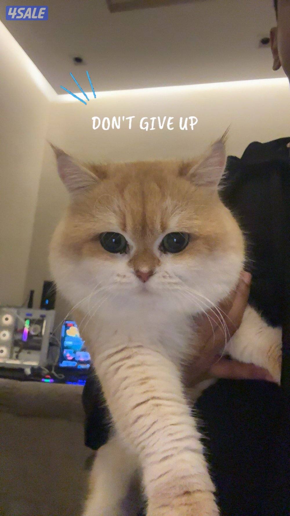 ✨🐱 قط بريطاني قولدن شيدد فاخر (NY12) 🐱0