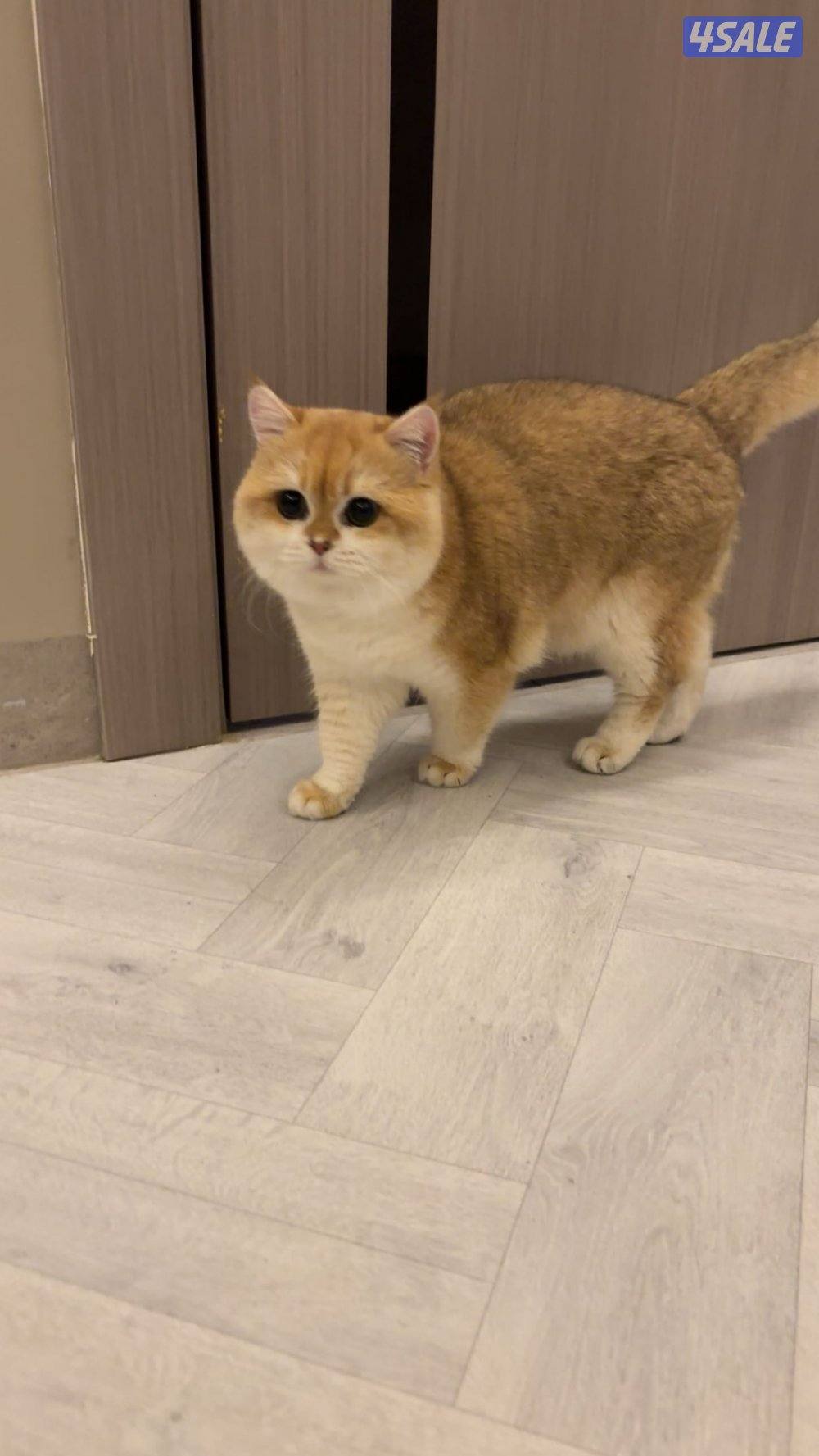 ✨🐱 قط بريطاني قولدن شيدد فاخر (NY12) 🐱1