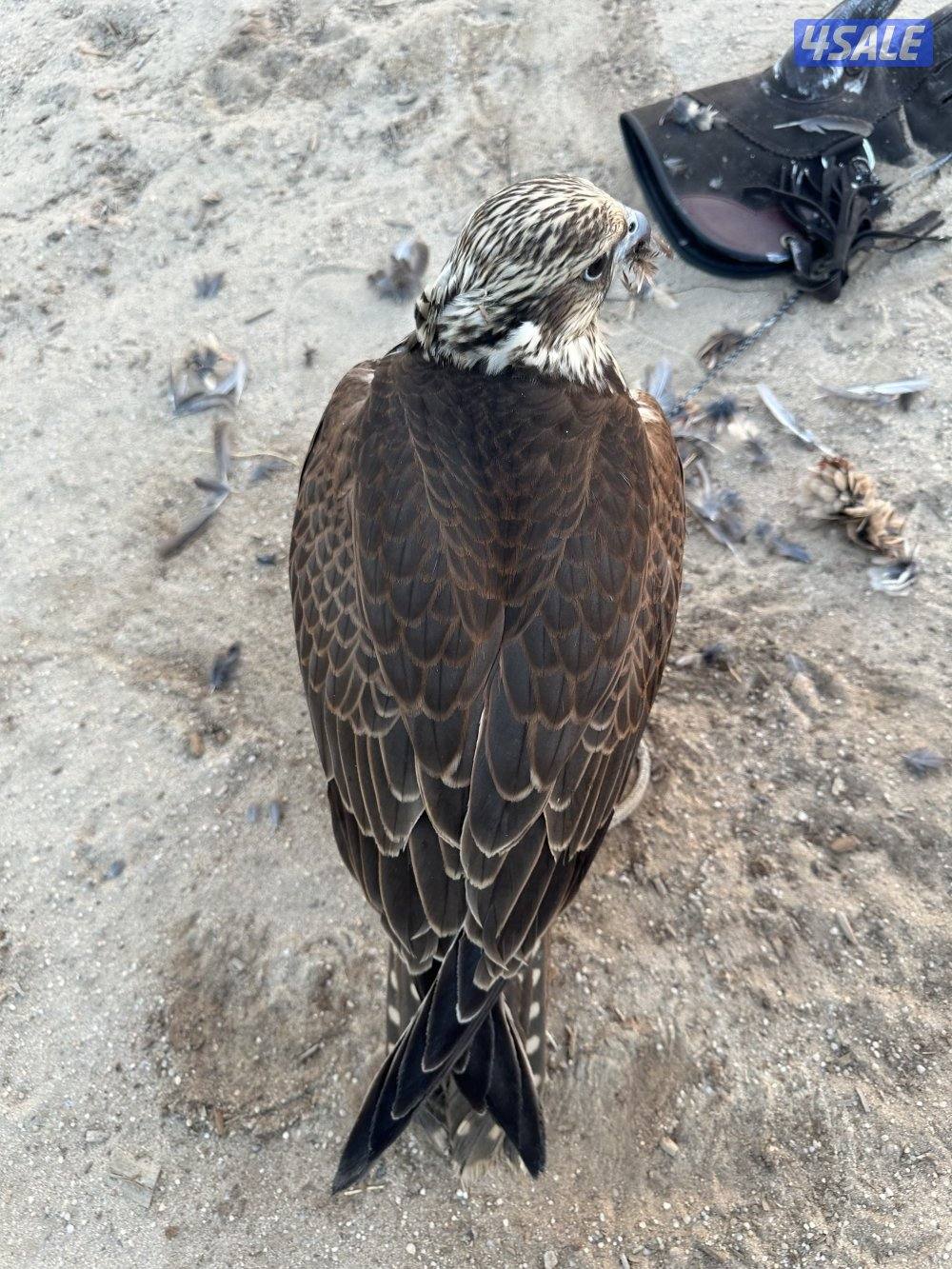 السلام عليكم للبيع حر من حر0