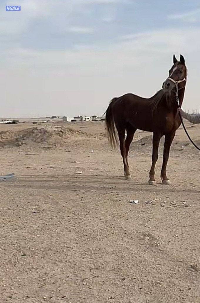 للبيع حصان مصري خياله فاخر0