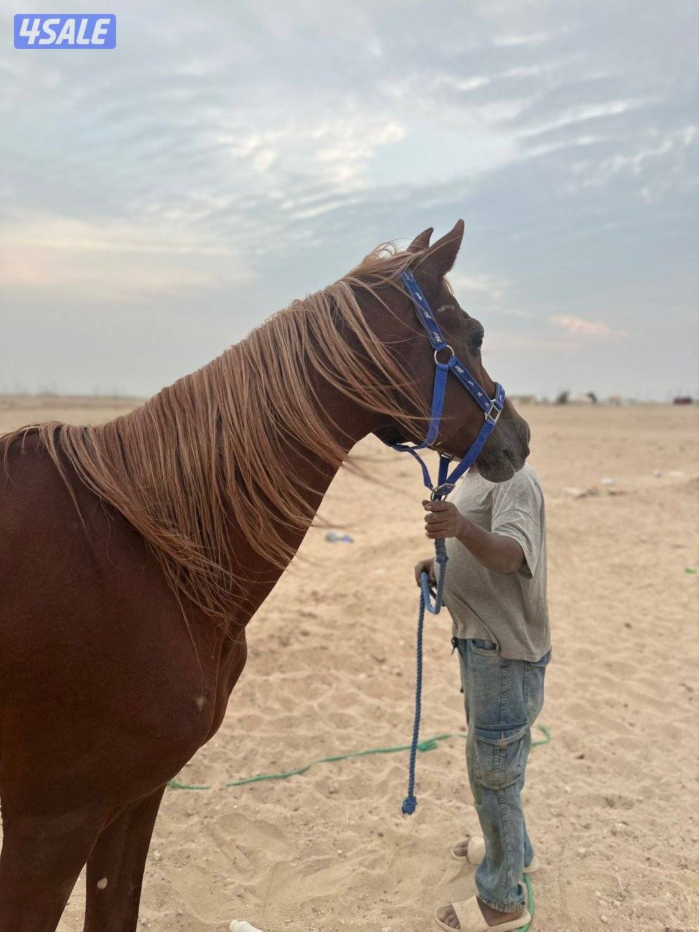 للبيع حصان مصري خياله فاخر1