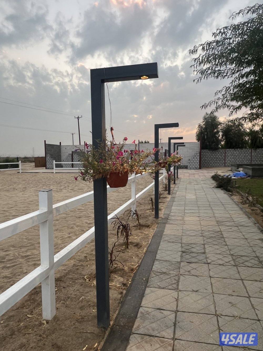 شبات ارتفاع 3 متر4