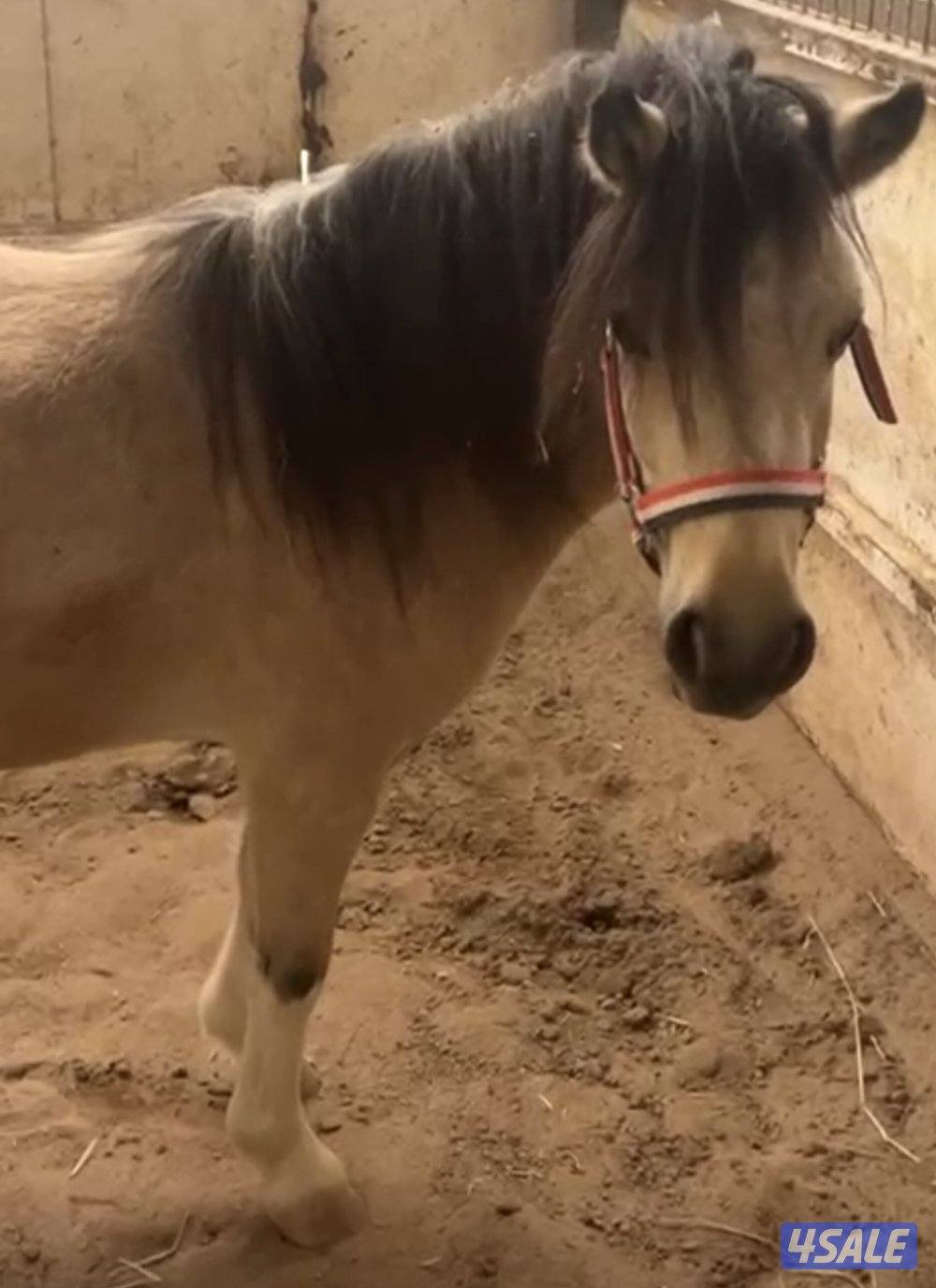 للبيع بونيه لقحه0