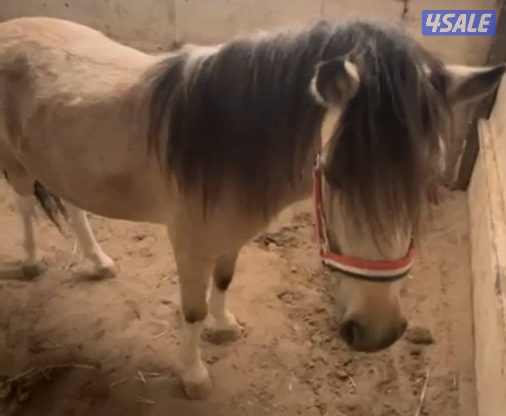 للبيع بونيه لقحه1