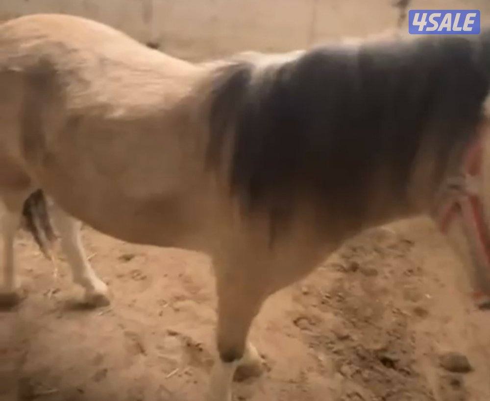 للبيع بونيه لقحه3