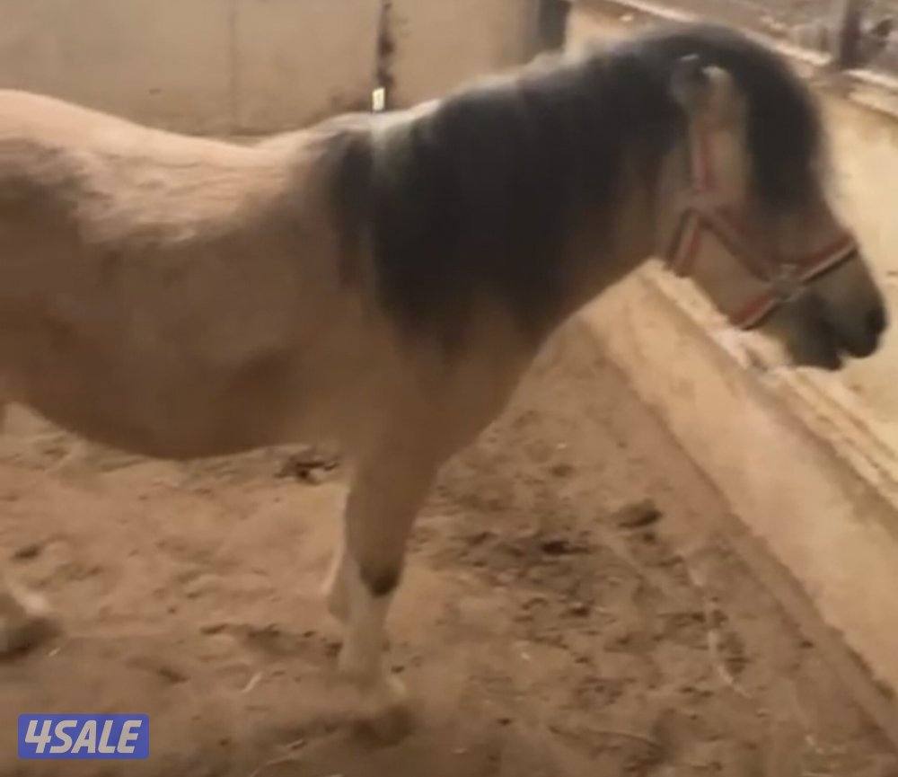 للبيع بونيه لقحه4