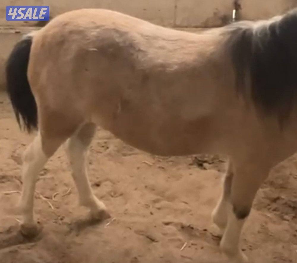 للبيع بونيه لقحه6