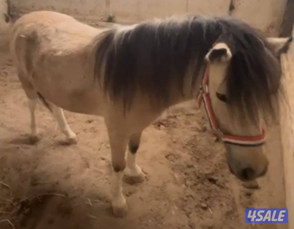 للبيع بونيه لقحه5