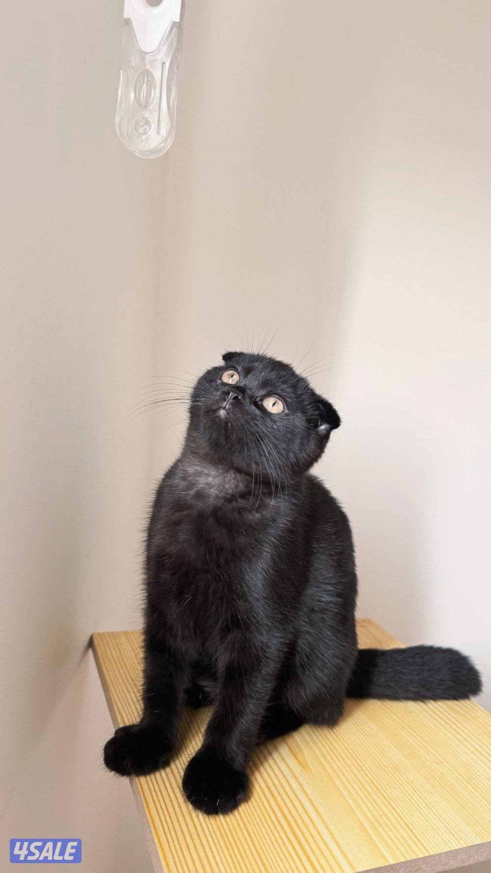 للبيع قط ذكر سكوتش فولد شهرين ونص تاريخ ٢٠-١٢ يكمل ثلاث شهور نظيف0