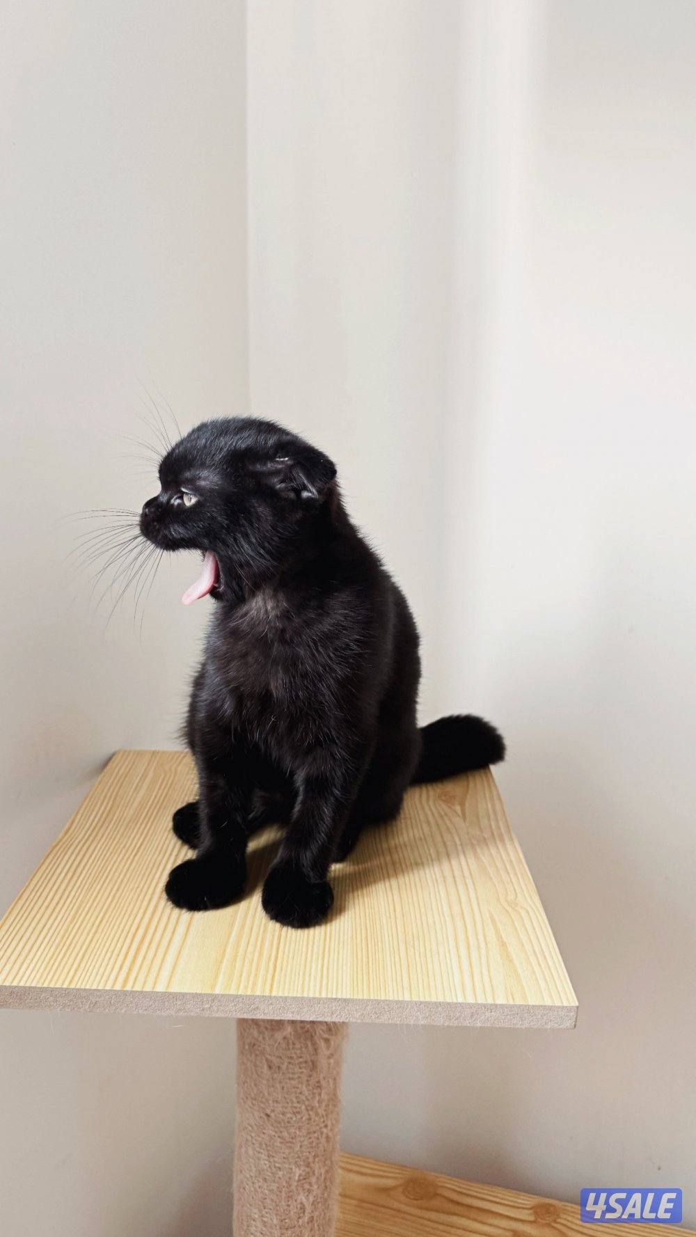 للبيع قط ذكر سكوتش فولد شهرين ونص تاريخ ٢٠-١٢ يكمل ثلاث شهور نظيف1