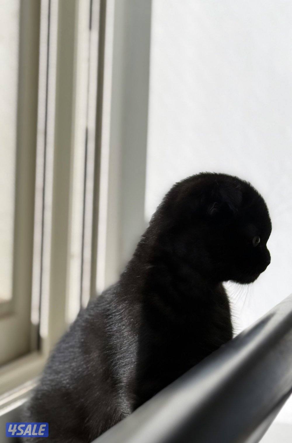 للبيع قط ذكر سكوتش فولد شهرين ونص تاريخ ٢٠-١٢ يكمل ثلاث شهور نظيف3