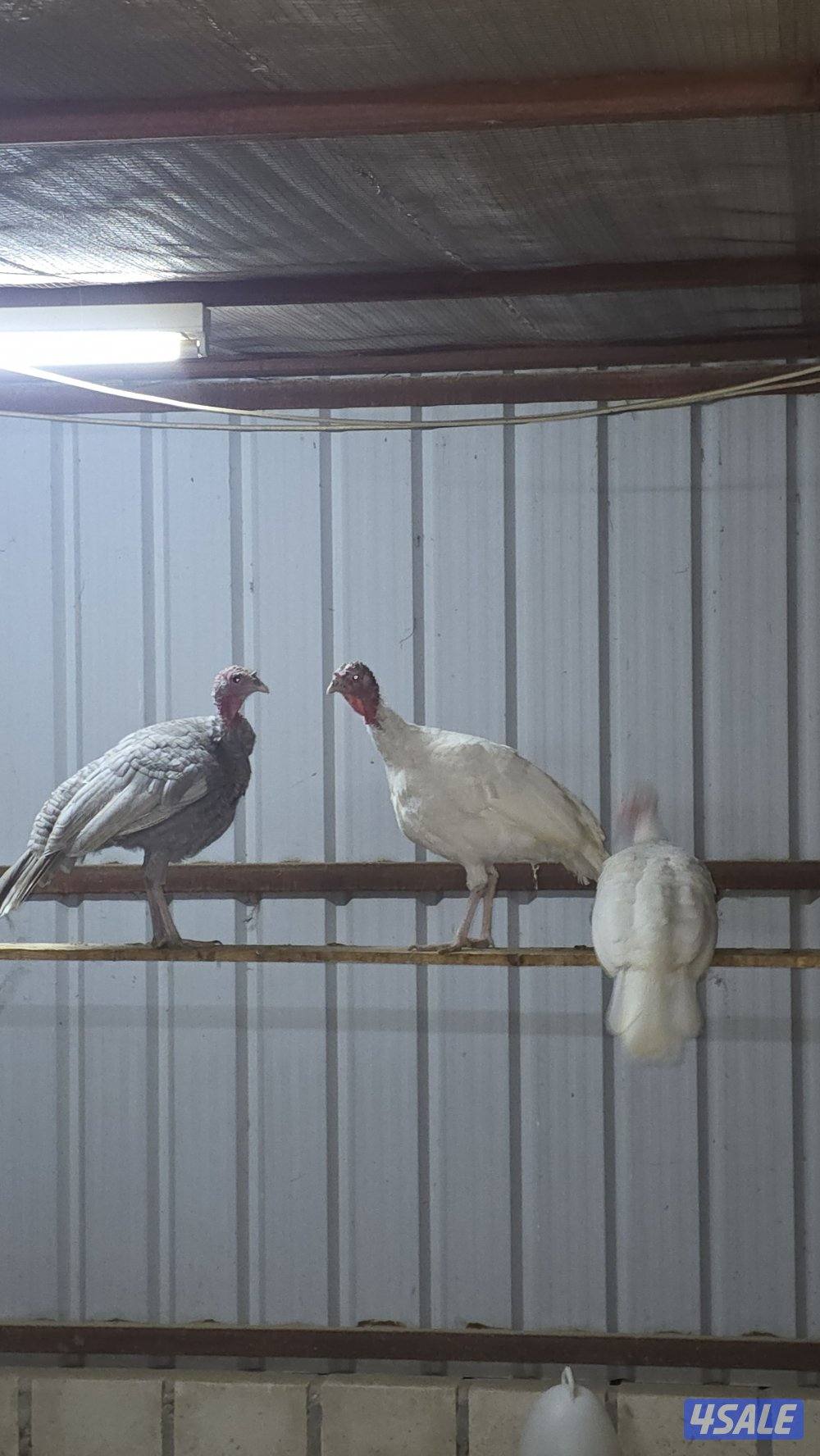 للبيع رومي فحل ونثيتين بياضين1