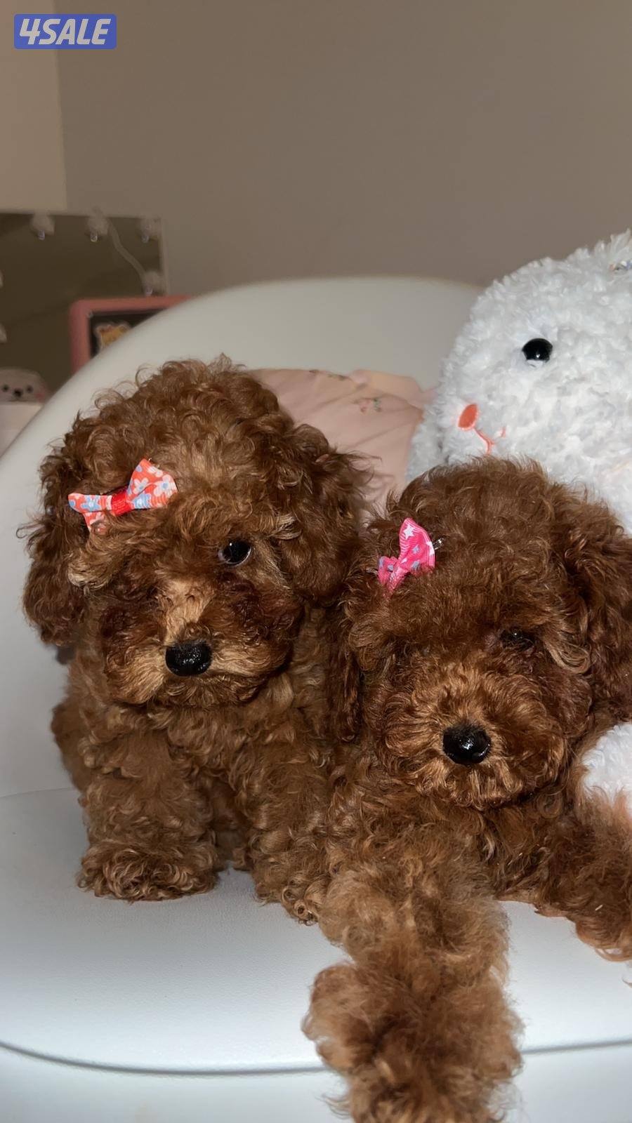 للبيع توي بودل0