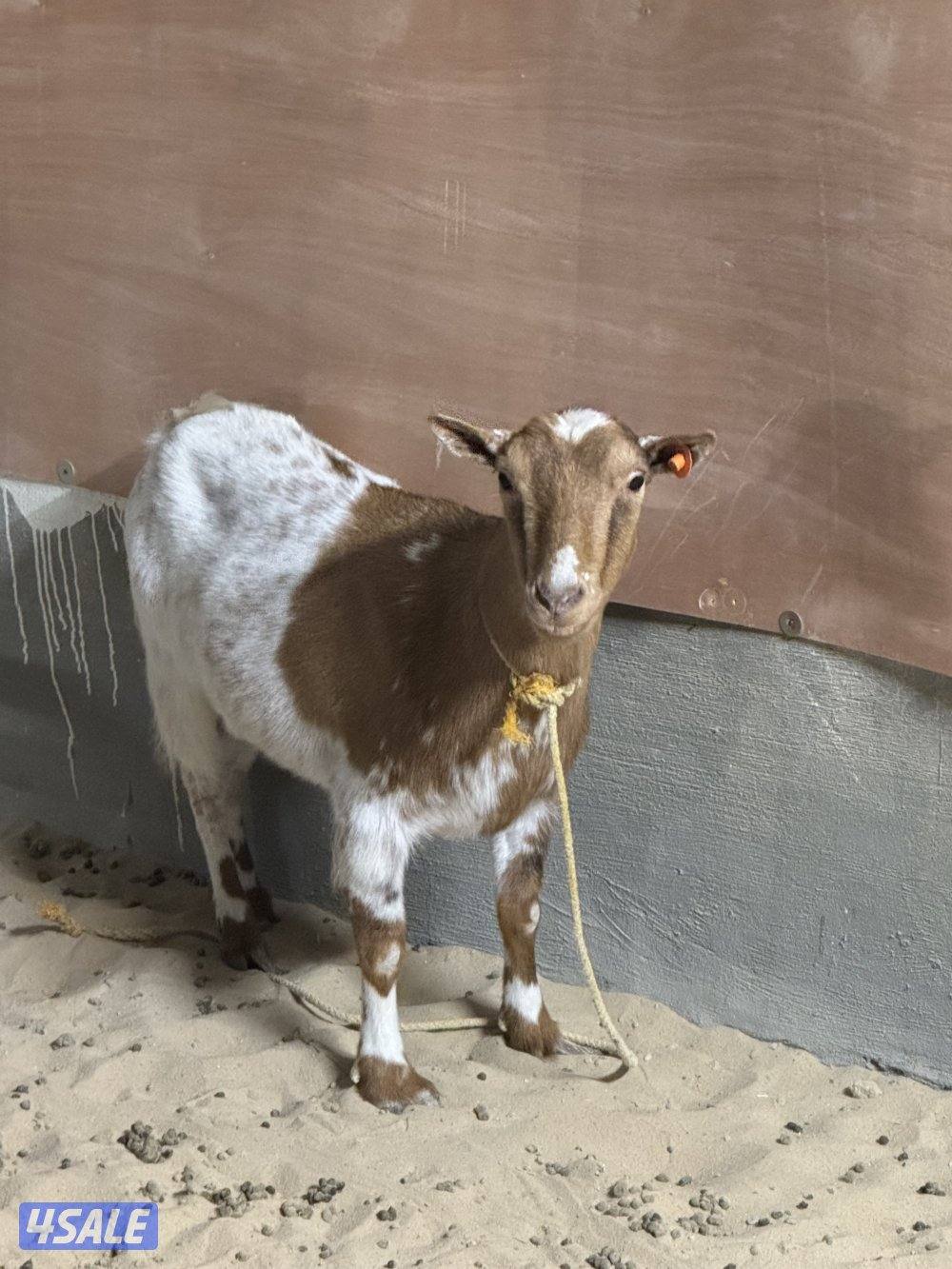 للبيع معزة بربري  وتيسين جيكيات0