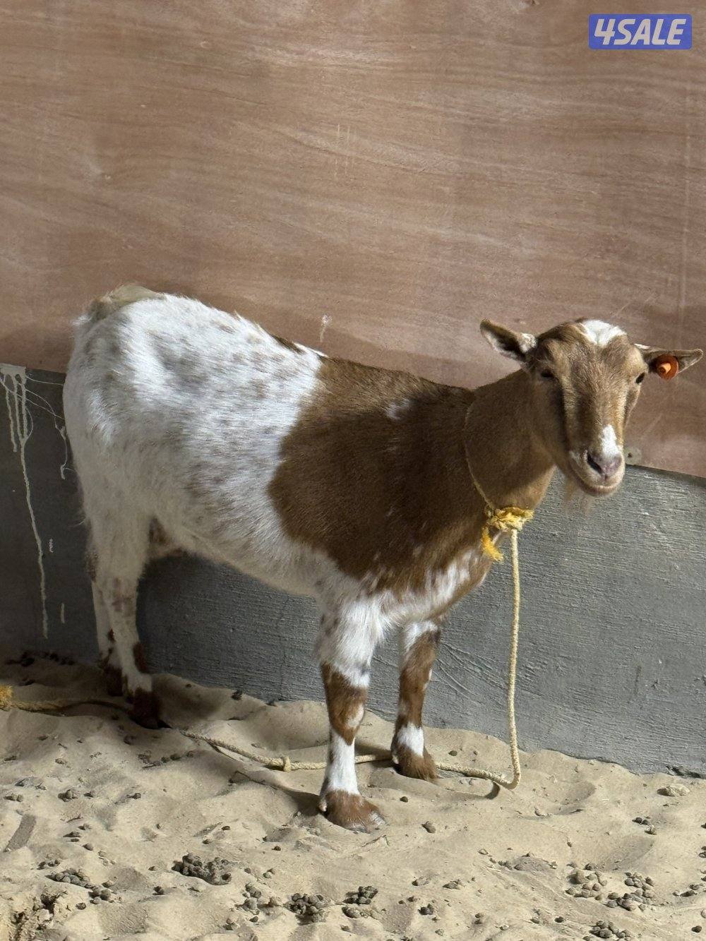 للبيع معزة بربري  وتيسين جيكيات1