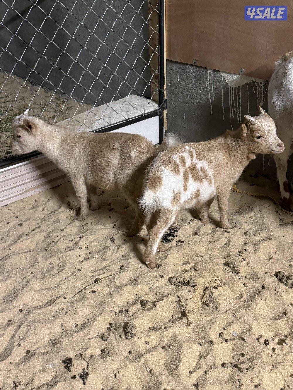 للبيع معزة بربري  وتيسين جيكيات2