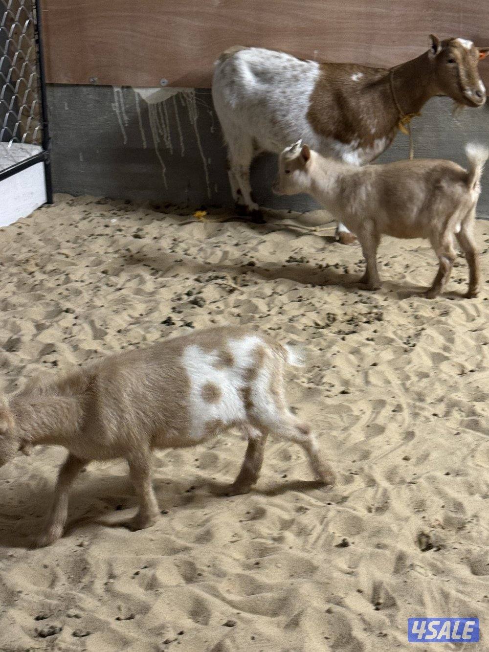 للبيع معزة بربري  وتيسين جيكيات3