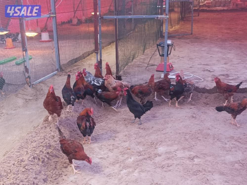 ديك عربي للبيع عمر ٦ شهور0