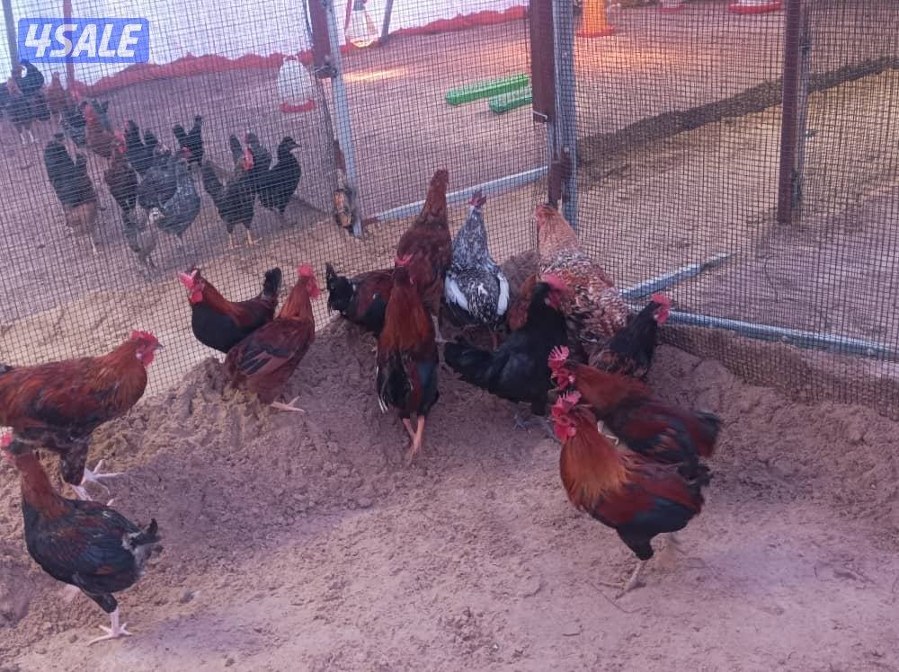 ديك عربي للبيع عمر ٦ شهور1