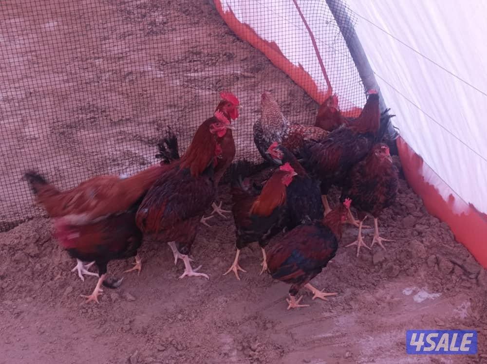 ديك عربي للبيع عمر ٦ شهور2