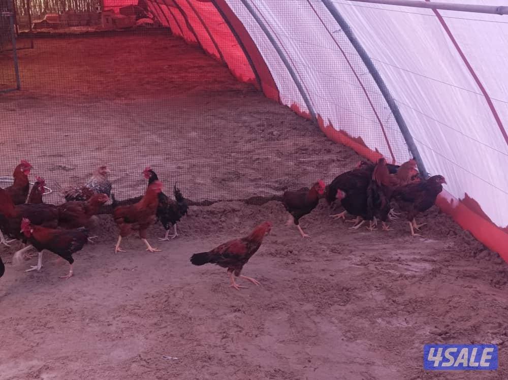 ديك عربي للبيع عمر ٦ شهور3