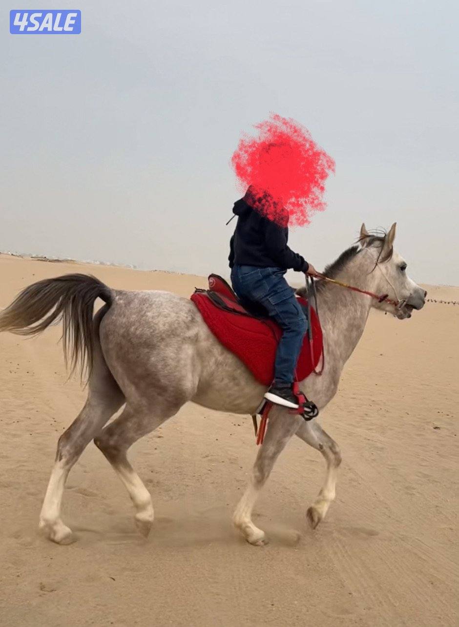 حصان للبيع0