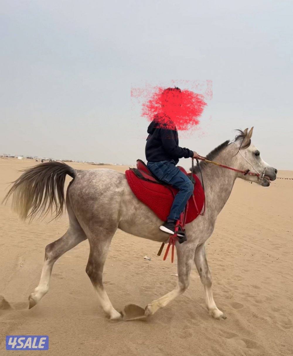 حصان للبيع1