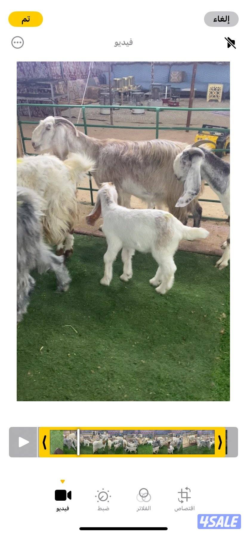 5روس معزة مطافيل ضرايب طيبة واشباب اعيالة من شهرين وتحت منادي0