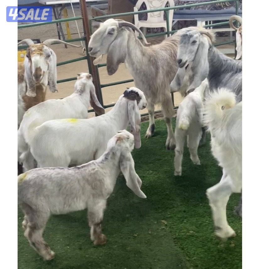 5روس معزة مطافيل ضرايب طيبة واشباب اعيالة من شهرين وتحت منادي1