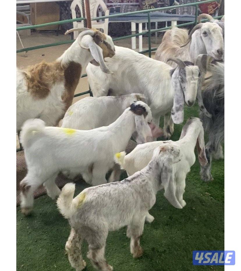 5روس معزة مطافيل ضرايب طيبة واشباب اعيالة من شهرين وتحت منادي2